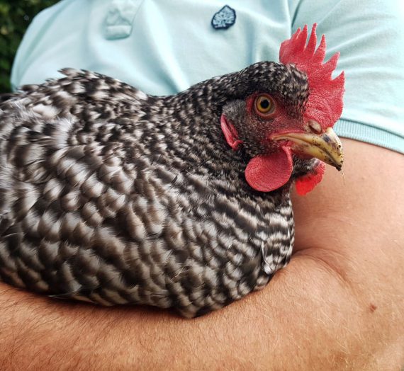 Egy csirke két combja – Tyúkom mondja